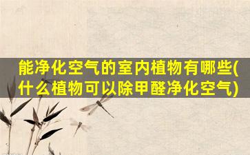 能净化空气的室内植物有哪些(什么植物可以除甲醛净化空气)