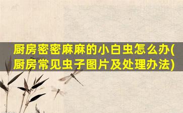 厨房密密麻麻的小白虫怎么办(厨房常见虫子图片及处理办法)