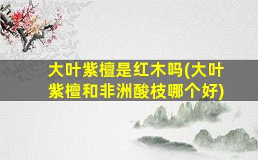 大叶紫檀是红木吗(大叶紫檀和非洲酸枝哪个好)