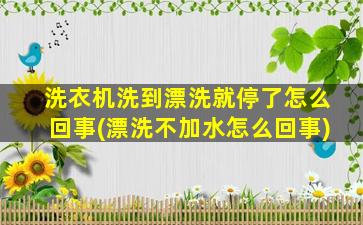 洗衣机洗到漂洗就停了怎么回事(漂洗不加水怎么回事)