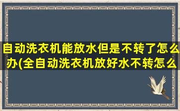 自动洗衣机能放水但是不转了怎么办(全自动洗衣机放好水不转怎么办)