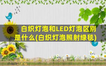 白织灯泡和LED灯泡区别是什么(白织灯泡照射绿毯)