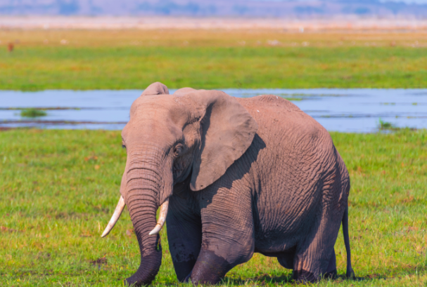 世界上最厉害的动物第一名：非洲草原象等(第一体型庞大)
