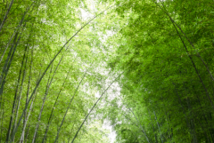 世界上长得最快的植物：竹子(一天就能长高一米)