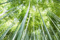 竹子是草还是树：草(属于乔木状的禾草植物)