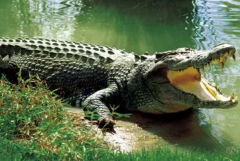 世界上最大的鳄鱼：咸水鳄(体重超过4900斤)
