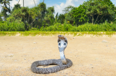 世界上最长的毒蛇：眼镜王蛇(长度接近六米)