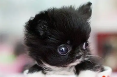 世界上最小的猫：皮堡斯(因基因缺陷而身材矮小)