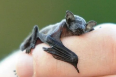 世界上最小的哺乳动物：大黄蜂蝙蝠(最大只有1英寸)