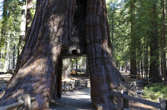 世界上最大的树：雪曼将军树(体积为1487立方米)