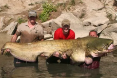 世界上最大的淡水鱼：湄公河巨型鲶鱼(最大长达2.5-3米)