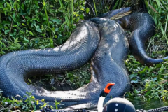 世界上最大的蛇：亚马逊森蚺(体长10米以上/重225公斤)