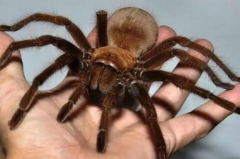 世界上最大的蜘蛛：亚马逊巨人食鸟蛛(最长可达30厘米)