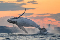 世界上最大的哺乳动物：蓝鲸(体重约170吨/身长达30米)