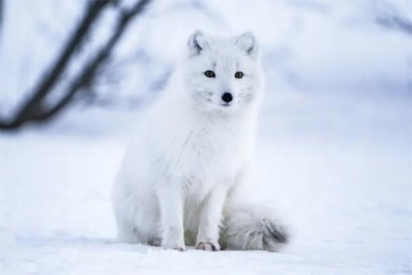 颜值最高的4种狐狸：北极狐/耳廓狐/大理石狐/银黑狐