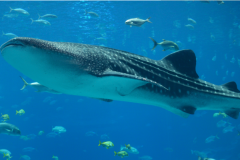 世界最大的鱼：鲸鲨(全长可达20米)