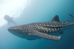 世界上最大的鱼类是什么?鲸鲨(最长可达20米)