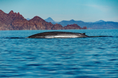 世界上最大的动物：蓝鲸(最大个体长33.58米/体重170吨)