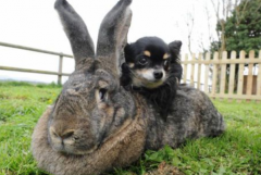 世界上最大的兔子：大流士(由吉尼斯世界纪录认证)
