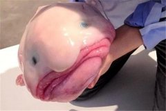 史前最恐怖的10种鱼：水滴鱼(被称为世界上最丑的生物)