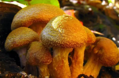 世界最大蘑菇长了2800多年：榛蘑(占地10平方公里)