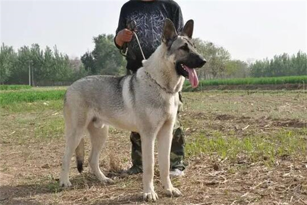 狼青犬能长多大多重?正常发育长到70-80斤(公犬和母犬高度不同)