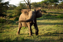 非洲象和亚洲象谁厉害?非洲象(体型略胜一筹)
