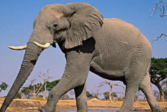 非洲有多少大象?在41万至62万之间(如今数量正在下降)
