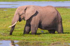 非洲森林象和亚洲象哪个更大?亚洲象(森林象为现存最小象类)