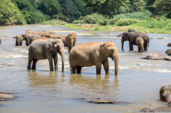 大象的种类：亚洲象和非洲象两大类(非洲森林象体型最大)