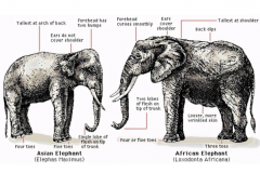 非洲象和亚洲象哪个野生数量多?非洲象(数量差异受人类影响)