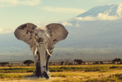 大象最早出现在什么时候?古新世晚期(属古老的哺乳动物)