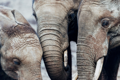陆地上最大的哺乳动物：非洲草原象(体重3到6吨)