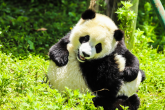 中国珍稀动物第一名：大熊猫/金丝猴等(第一为中国国宝)