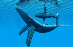 能打败虎鲸的五种动物：(蓝鲸/座头鲸/大白鲨/达摩鲨/人类)