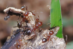 如何快速消灭红火蚁?使用诱饵剂和毒药等(简单又高效)