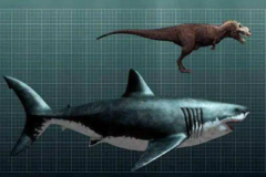 巨齿鲨真的存在吗?存在(部分椎骨化石被发现)