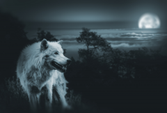 世界上最大的狼王：基奈半岛狼(世界上最大的狼种之一)