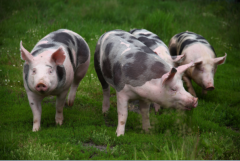 猪最早起源于哪个国家?欧洲和亚洲(如今广泛分布于世界各地)