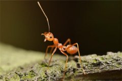 红火蚁为什么这么毒?本身就带有毒液(与生活习性相关)
