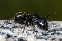 黑蚂蚁为什么怕红蚂蚁?红蚂蚁攻击力强大(竞争关系)