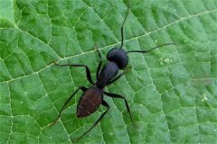 黑蚂蚁为什么打不过红蚂蚁?红蚂蚁攻击性强(有领地意识)