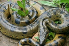 中国最吓人的一条巨蛇：眼镜王蛇(长度五米毒性极强)