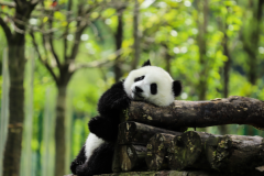 大熊猫吃人残忍图片：虚假图片(大熊猫以竹子为食)