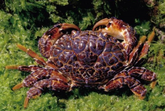 世界上最危险的螃蟹：铜铸熟若蟹等(身怀剧毒)
