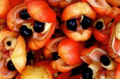 世界上最吓人的水果：阿奇果/露兜果/毒番石榴(第一长相怪异)