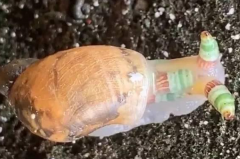 十大恐怖僵尸蜗牛：琥珀螺蜗牛(被彩蚴吸虫寄生)