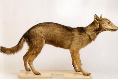 最稀有的狼：日本狼/喜马拉雅狼/红狼(第一已灭绝)