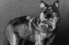 最漂亮的十种狼：纽芬兰白狼排名第一(被称狼界颜值担当)