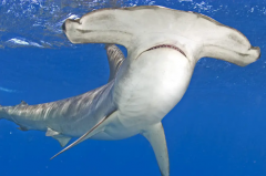 锤头鲨vs大白鲨：难以比较(同为海洋强大掠食者)